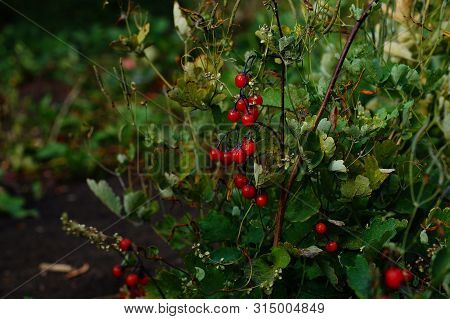 The Red Fruit Of The Plant Of Black Nightshade Closeup On A Summer Day.