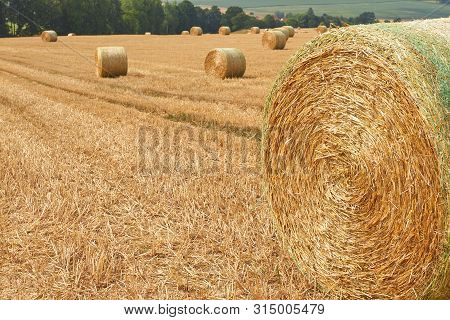 Large Straw Bales Lie In The Sunshine On A Harvested Field.