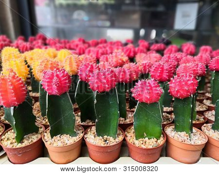 Cactus On Background.moon Cactus (gymnocalycium Mihanovichii) In Flower Pot, Red And Yellow Cactus.