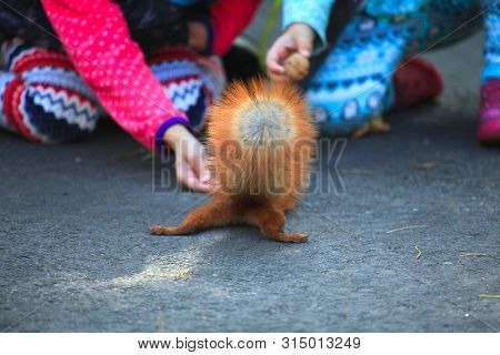 Kyiv, Ukraine - April 15, 2018: Children Gives The Nut To The Squirrel In The City Parkkyiv, Ukraine
