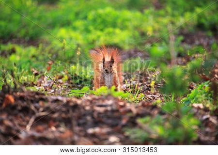 Furry Squirrel Is Standing On Two Hind Legs In The Spring City Park