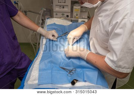 Vet Doing The Operation For Sterilization. The Cat On The Operating Table In A Veterinary Clinic. Ca