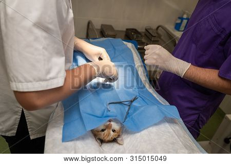 Vet Doing The Operation For Sterilization. The Cat On The Operating Table In A Veterinary Clinic. Ca