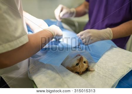 Vet Doing The Operation For Sterilization. The Cat On The Operating Table In A Veterinary Clinic. Ca
