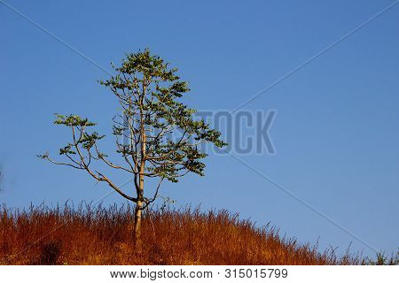 Tree Having Balancing Branches And Green Foliage On Top Of Brownish, Barren Hillock