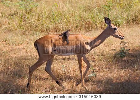 Bird On An Hitching A Ride On An Impala