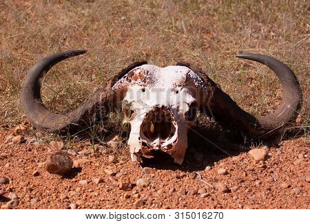 Water Buffalo Skull Found Along The Road