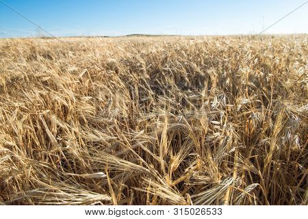 Harvester In The Foreground On Rustic Background Working In The Field