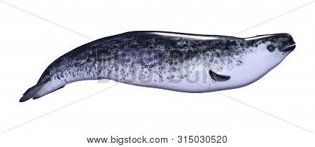 3D Rendering Female Narwhal On White