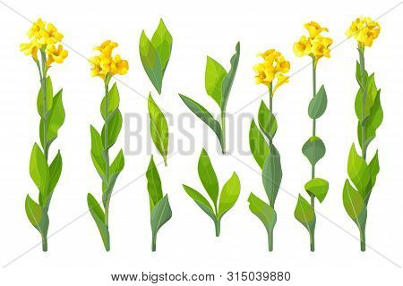 Vector Handdrawn Plant Clipart Canna Lily Flowers Set