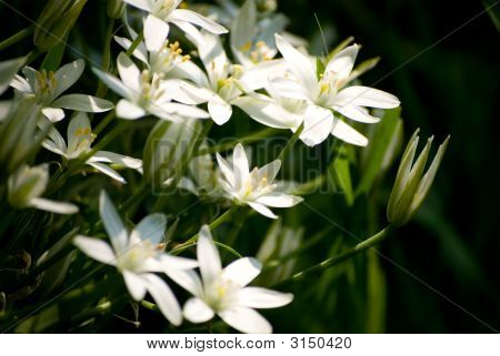 Wildflower