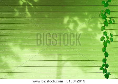 Green Leaves Of Coatbuttons Nature Border And Shadow Plant Tree On Green Wood