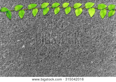 Green Leaves Of Mexican Daisy Nature Border Gray Terrazzo Floor