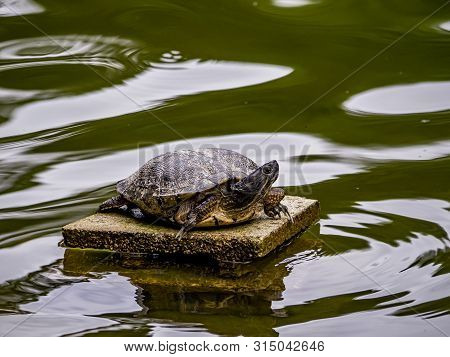 A Hybrid Japanese Pond Turtle Rests On A Platform In A Small Pond In A Japanese Park.