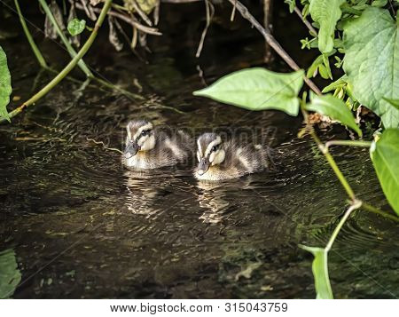 A Family Of Eastern Spot-billed Ducks, Anas Zonorhyncha, Swim In A Small River In Western Yokohama, 