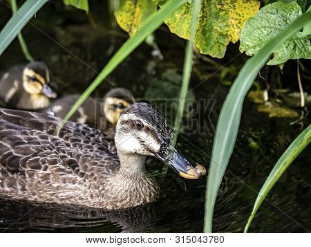 A Family Of Eastern Spot-billed Ducks, Anas Zonorhyncha, Swim In A Small River In Western Yokohama, 
