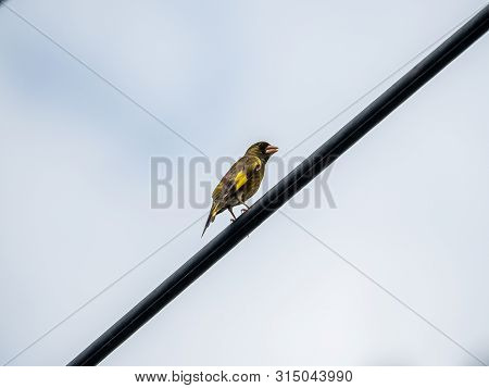 An Oriental Greenfinch, Also Called A Grey-capped Greenfinch Or Chloris Sinica, Perches On A Power L