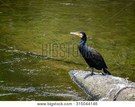 A Japanese Cormorant, Phalacrocorax Capillatus, Rests On A Chunk Of Broken Concrete In The Center Of