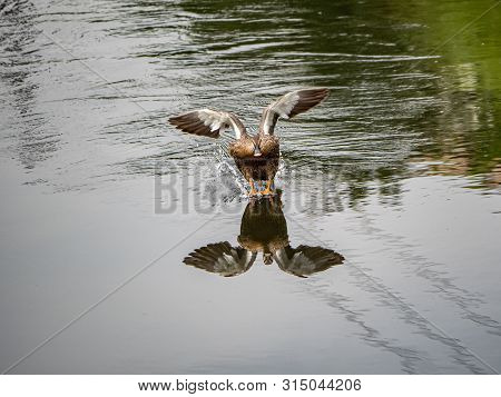 An Eastern Spot-billed Duck, Anas Zonorhyncha, Landing On The Sakai River In Yokohama, Japan.