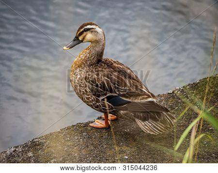 An Eastern Spot-billed Duck, Anas Zonorhyncha, Standing Beside The Sakai River In Yokohama, Japan.