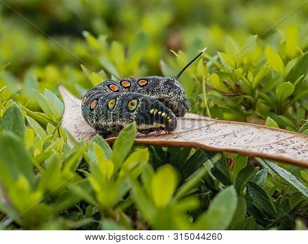 An Impatiens Hawkmoth Caterpillar, Theretra Oldenlandiae, Rests On A Leaf In A Japanese Garden.