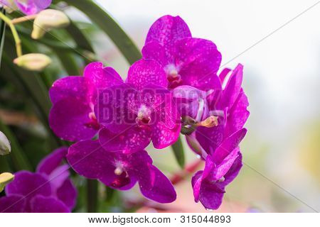 Orchid Flower