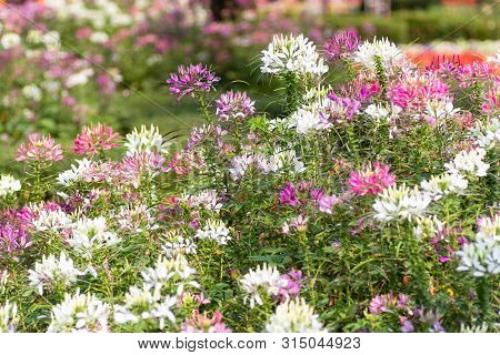 Spider- Flower
