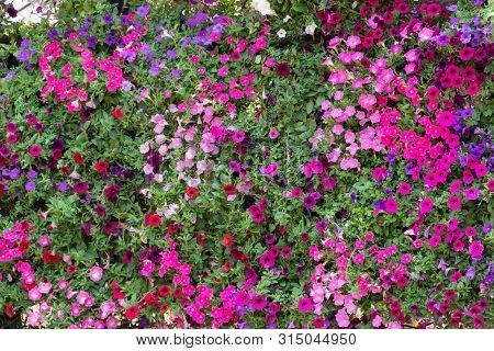 Petunia Flowers