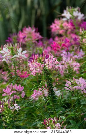 Spider- Flower