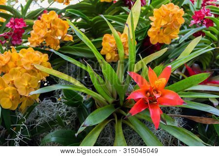 Red Bromeliad