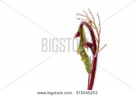 Top Of The Leaf