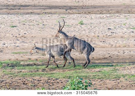 Waterbuck Bull Trying To Mate With An Unwilling Cow