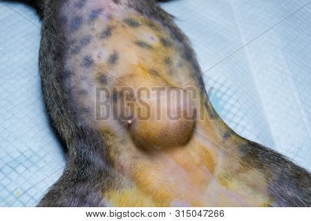 Close-up Photo Of A Cat Abdomen With Epiplocele (omentum Hernia) At The Veterinary Clinic