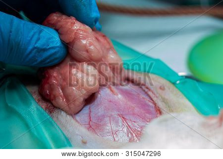 Close-up Photo Of A Cat Abdomen. Epiplocele (omentum Hernia) Surgery By Veterinarian At The Clinic