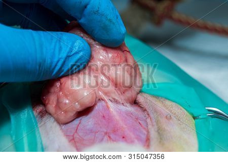 Close-up Photo Of A Cat Abdomen. Epiplocele (omentum Hernia) Surgery By Veterinarian At The Clinic