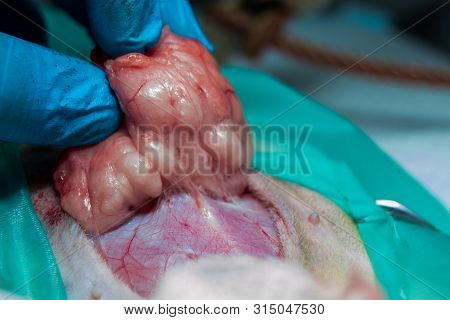 Close-up Photo Of A Cat Abdomen. Epiplocele (omentum Hernia) Surgery By Veterinarian At The Clinic