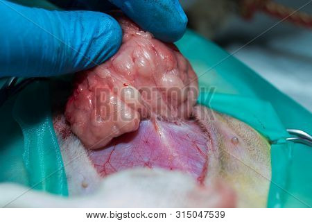 Close-up Photo Of A Cat Abdomen. Epiplocele (omentum Hernia) Surgery By Veterinarian At The Clinic