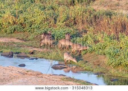 Waterbuck Females, Kobus Ellipsiprymnus, Grazing Next To A River