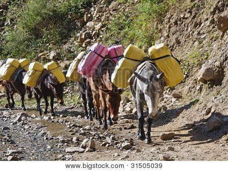 Aasi Caravan Nepalin vuoret