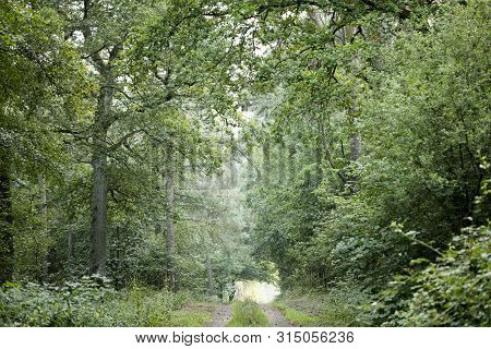 Walking On Wild Forest Road Dorsten Background Fine Art In High Quality Prints Products