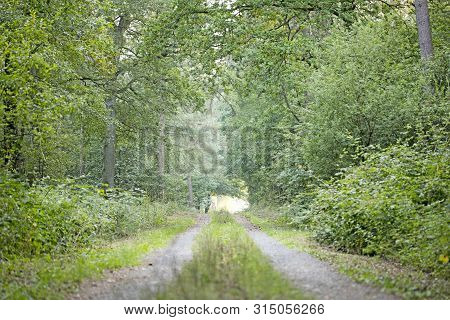 Walking On Wild Forest Road Dorsten Background Fine Art In High Quality Prints Products