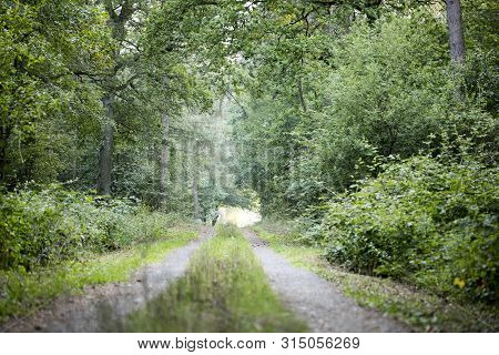 Walking On Wild Forest Road Dorsten Background Fine Art In High Quality Prints Products