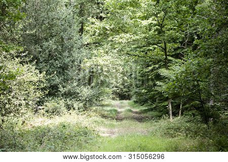 Walking On Wild Forest Road Dorsten Background Fine Art In High Quality Prints Products