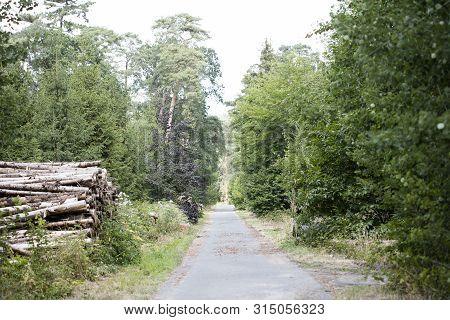Walking On Wild Forest Road Dorsten Background Fine Art In High Quality Prints Products
