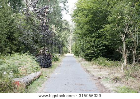 Walking On Wild Forest Road Dorsten Background Fine Art In High Quality Prints Products