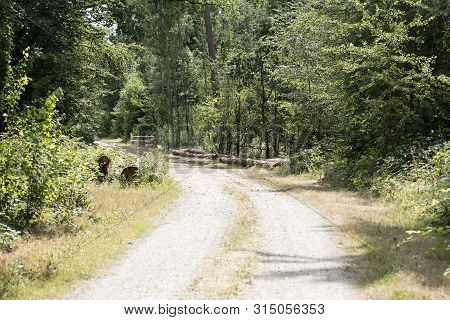 Walking On Wild Forest Road Dorsten Background Fine Art In High Quality Prints Products