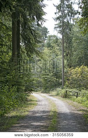 Walking On Wild Forest Road Dorsten Background Fine Art In High Quality Prints Products