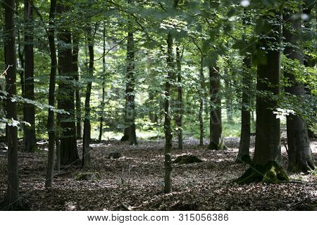 Walking On Wild Forest Road Dorsten Background Fine Art In High Quality Prints Products