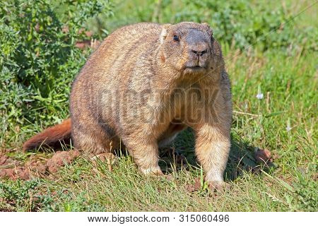 Big Adult Groundhog Sitting In A Meadow On A Sunny Warm Day, Close Up, Groundhog Day