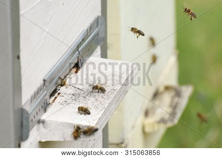 Hives In An Apiary. Bees Flying To The Landing Boards And Enter The Hive, Bee Flying To Hive. Bees D